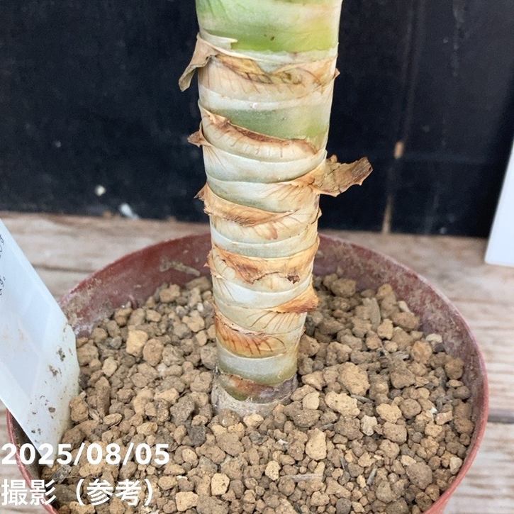 アロエ ディコトマ 3.5号｜観葉04-PA | 観葉・多肉 | 赤塚植物園