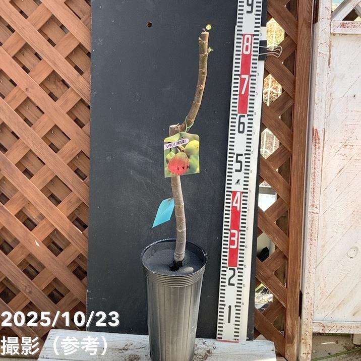 イチジク 蓬莱柿 ほうらいし 5号ロングポット｜YA｜果樹04-PA | 果樹