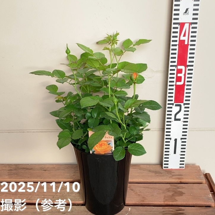 ミニバラ ジューシーテラッツァ 5号｜花木04-PA | 花木・庭木,バラ
