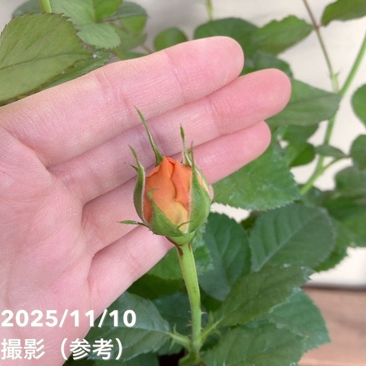 ミニバラ ジューシーテラッツァ 5号｜花木04-PA | 花木・庭木,バラ