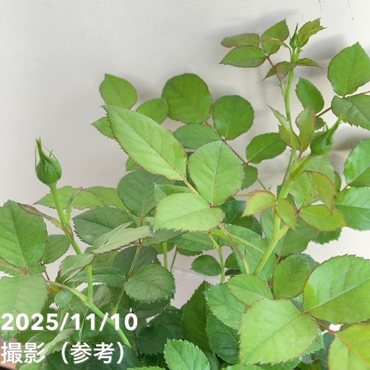 ミニバラ ジューシーテラッツァ 5号｜花木04-PA | 花木・庭木,バラ