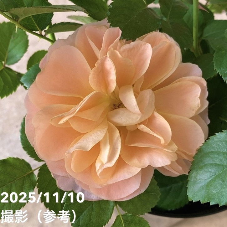 バラ苗 ジューシーテラッツァ枝変わり　【絶色ジューシー】ポットごとメルカリ便発送 切りバラ苗 ジューシーテラッツァ枝変わり絶色ジューシーポットごと