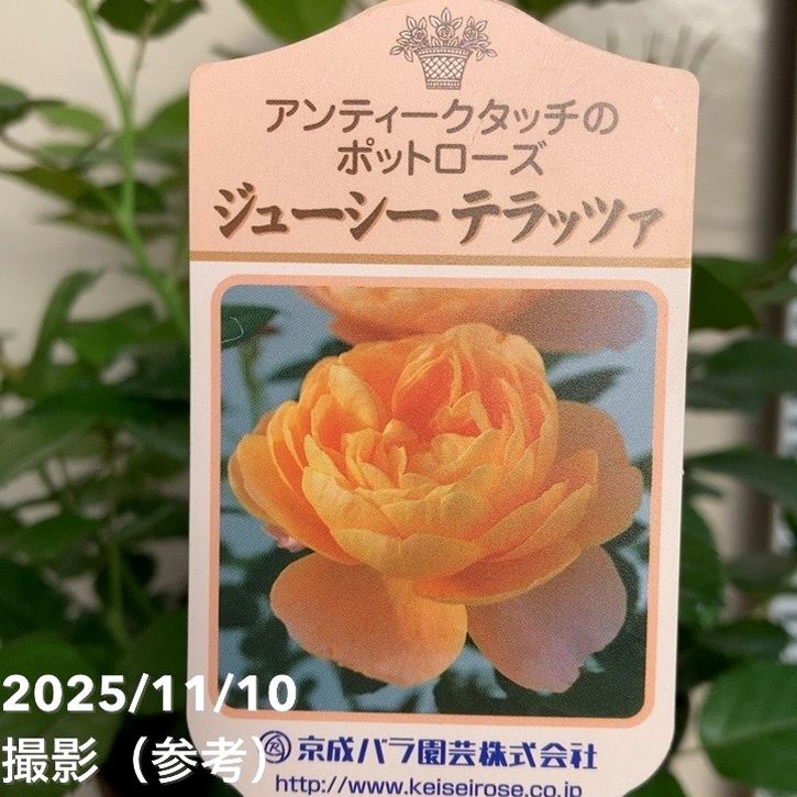 ミニバラ ジューシーテラッツァ 5号｜花木04-PA | 花木・庭木,バラ