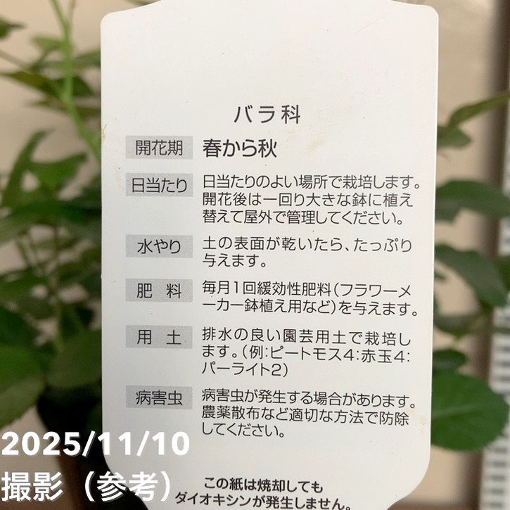 ミニバラ ジューシーテラッツァ 5号｜花木04-PA | 花木・庭木,バラ