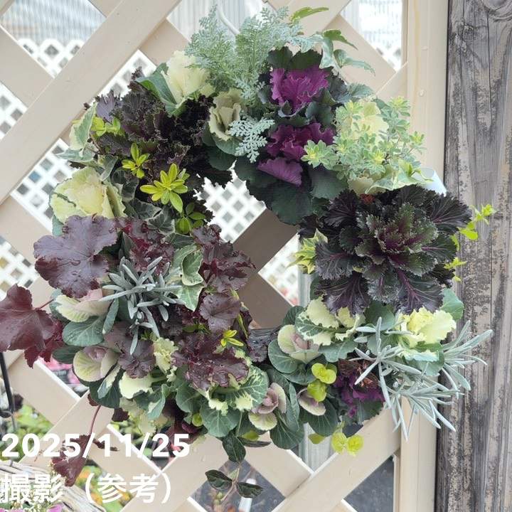 【現品お届け】彩り豊かな季節の寄せ植えリース AS12|草花04-PA