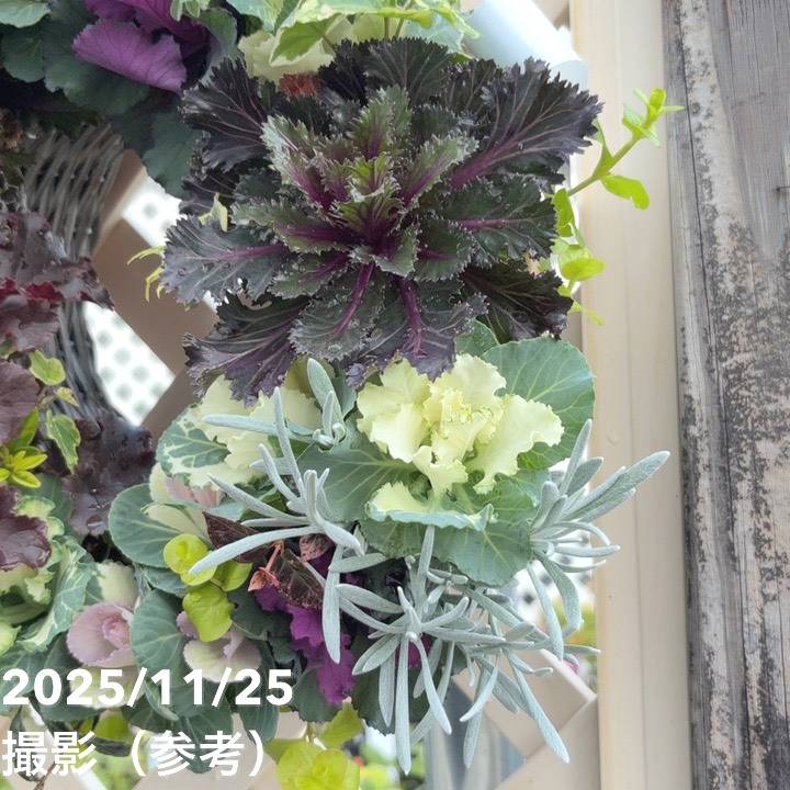 【現品お届け】彩り豊かな季節の寄せ植えリース AS12|草花04-PA