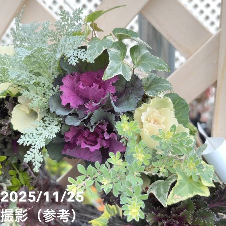 【現品お届け】彩り豊かな季節の寄せ植えリース AS12|草花04-PA