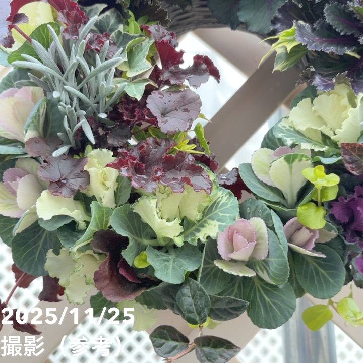 【現品お届け】彩り豊かな季節の寄せ植えリース AS12|草花04-PA