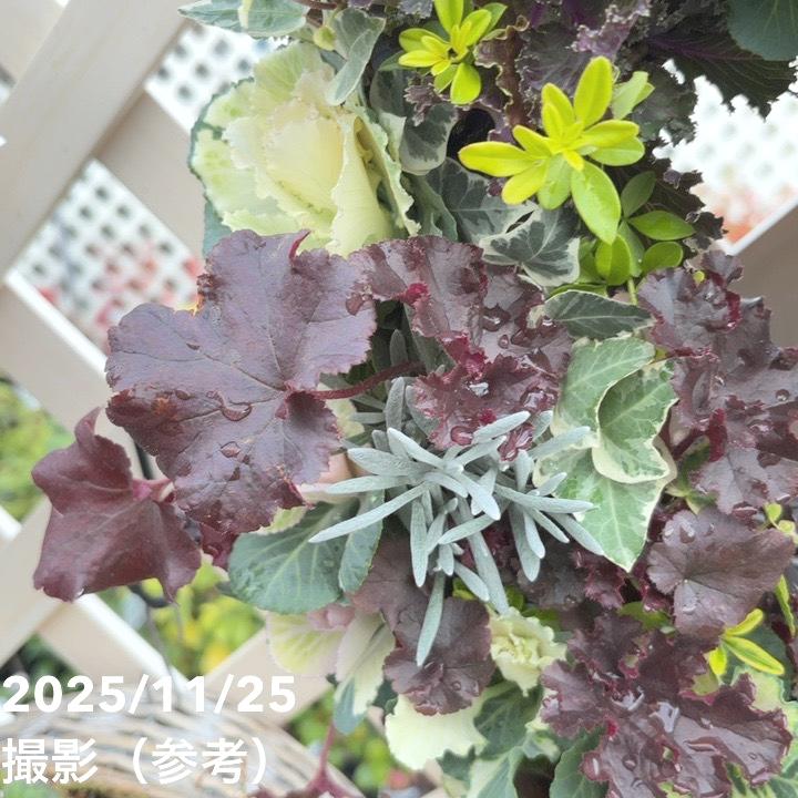 【現品お届け】彩り豊かな季節の寄せ植えリース AS12|草花04-PA