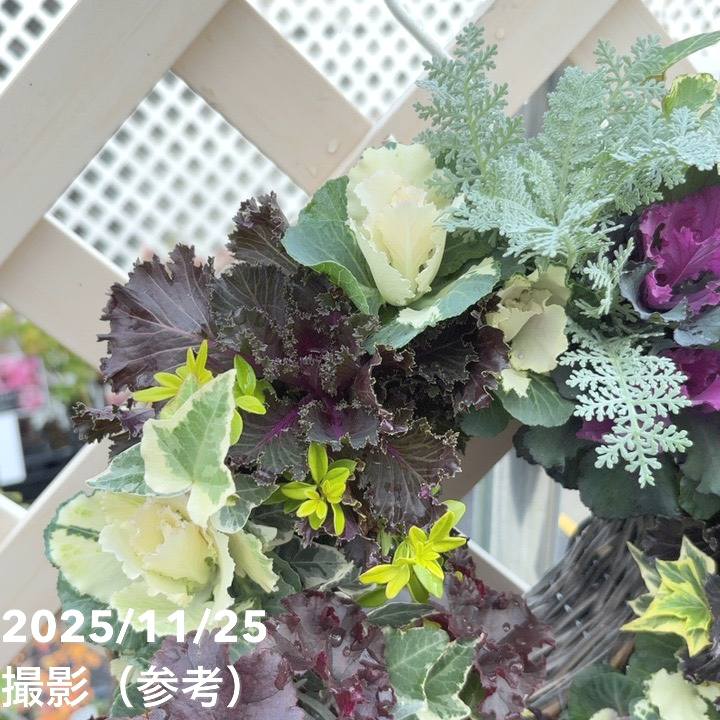 【現品お届け】彩り豊かな季節の寄せ植えリース AS12|草花04-PA