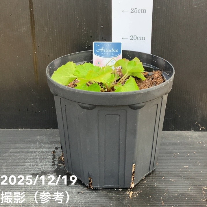 ラナンキュラス ラックス 7号 アリアドネ｜草花10-TU | 草花