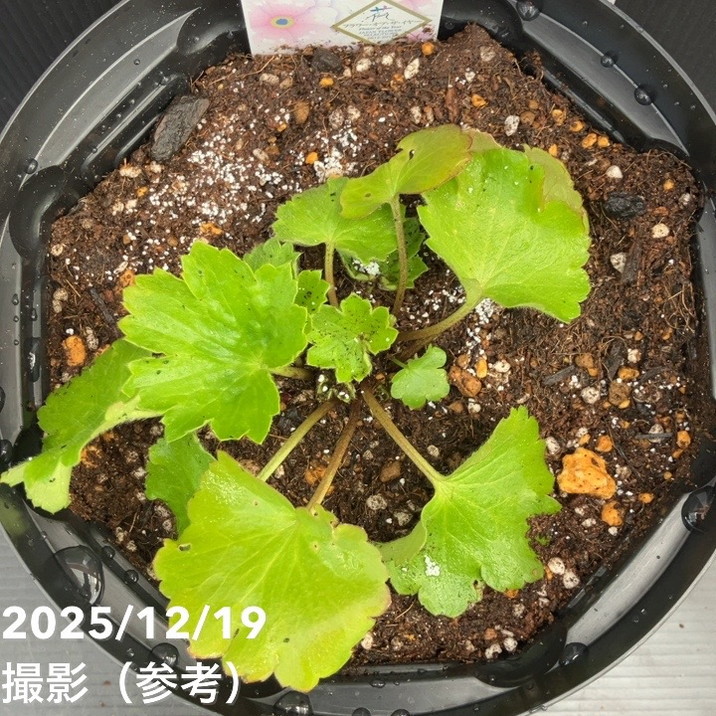 ラナンキュラス ラックス 7号 アリアドネ｜草花10-TU | 草花