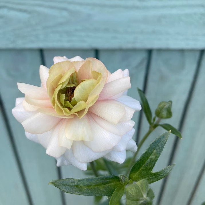 ラナンキュラス ラックス 7号 アリアドネ｜草花10-TU | 草花