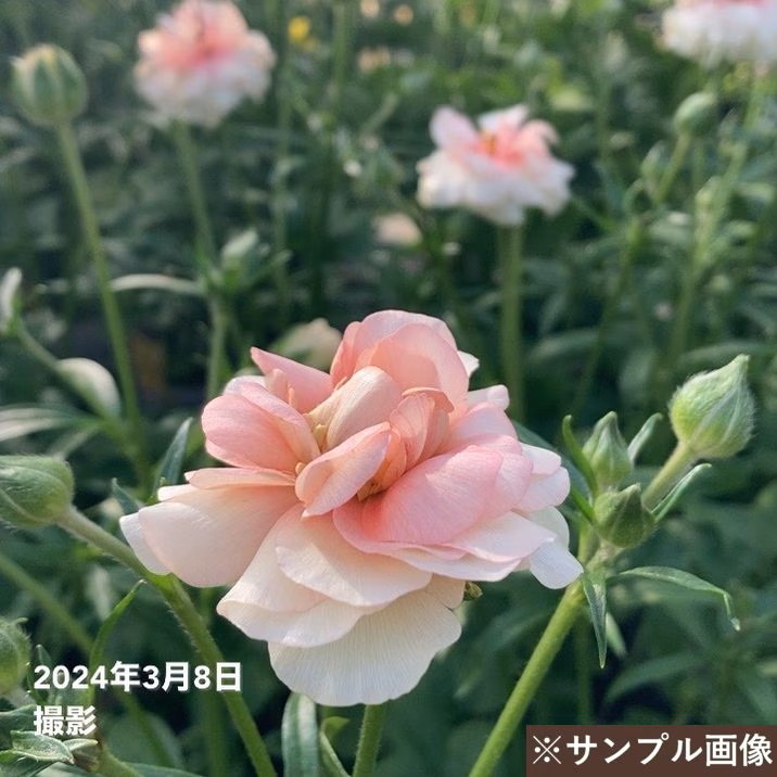 ラナンキュラス ラックス 7号 アリアドネ｜草花10-TU | 草花