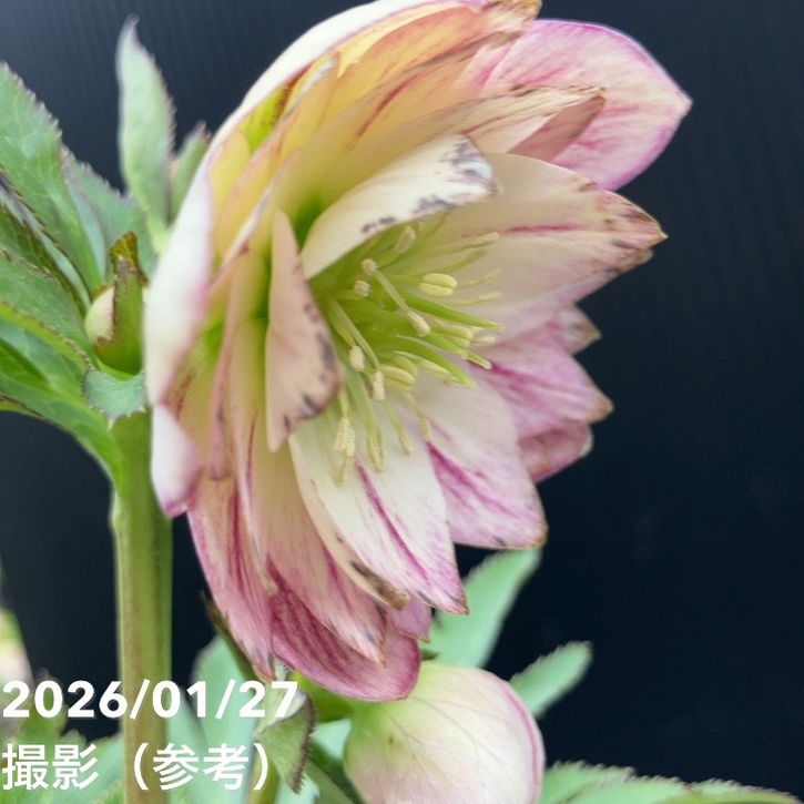 一点物】加藤農園 ソフトグラデーションクリスマスローズ