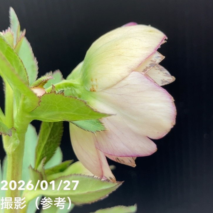 一点物】加藤農園 ソフトグラデーションクリスマスローズ