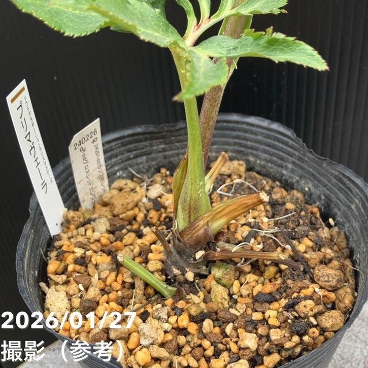 一点物】加藤農園 ソフトグラデーションクリスマスローズ