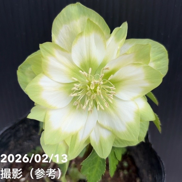 一点物】曽田園芸 クリスマスローズ 4号 利休 SO2｜山野04-PA | 草花