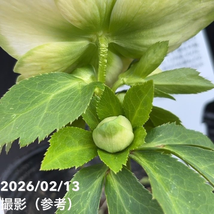 一点物】曽田園芸 クリスマスローズ 4号 利休 SO2｜山野04-PA | 草花