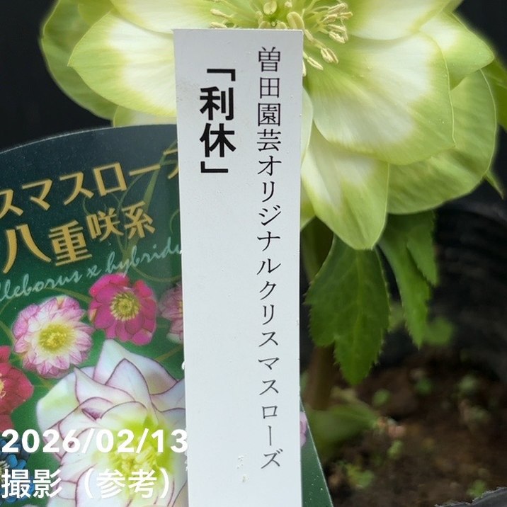 一点物】曽田園芸 クリスマスローズ 4号 利休 SO2｜山野04-PA | 草花
