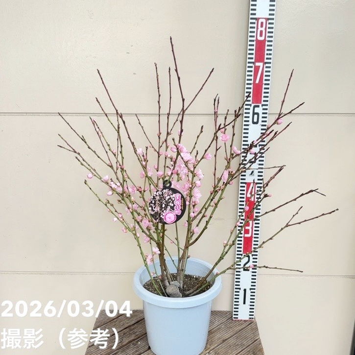 花桃 八重咲きピンク 宝塚小町 7号｜花木04-PA | 花木・庭木 | 赤塚