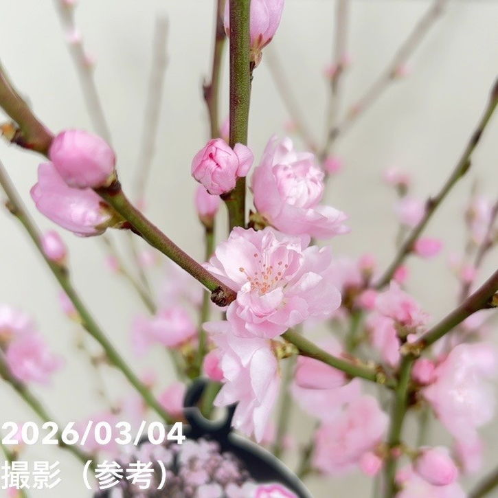 花桃 八重咲きピンク 宝塚小町 7号｜花木04-PA | 花木・庭木 | 赤塚