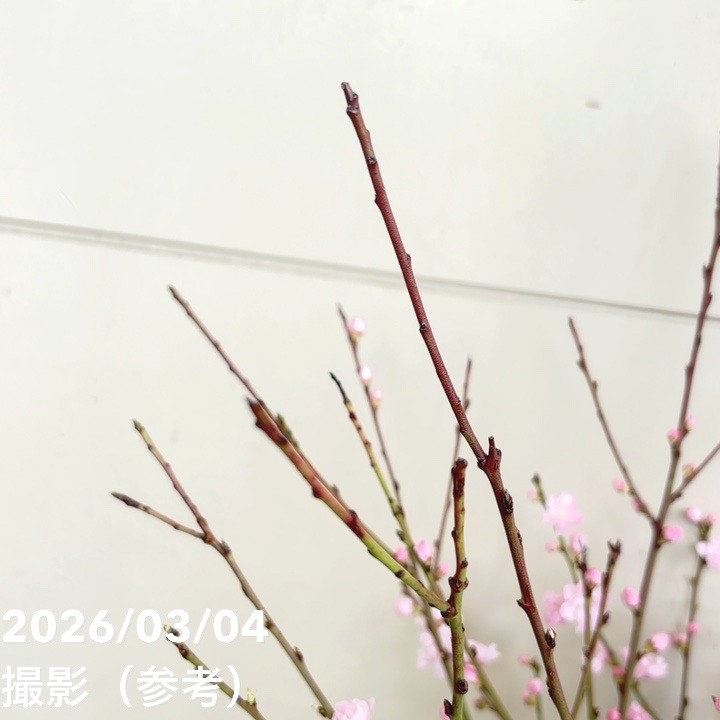 花桃 八重咲きピンク 宝塚小町 7号｜花木04-PA | 花木・庭木 | 赤塚