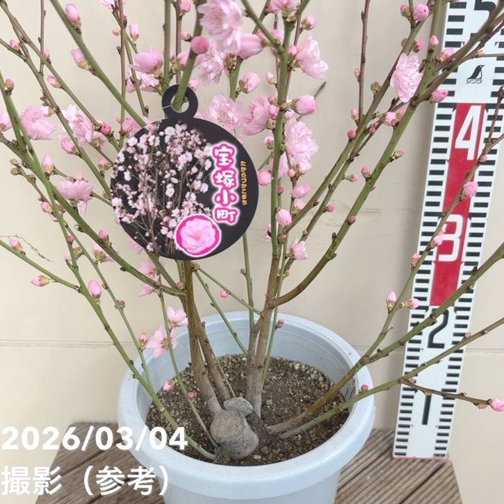 花桃 八重咲きピンク 宝塚小町 7号｜花木04-PA | 花木・庭木 | 赤塚