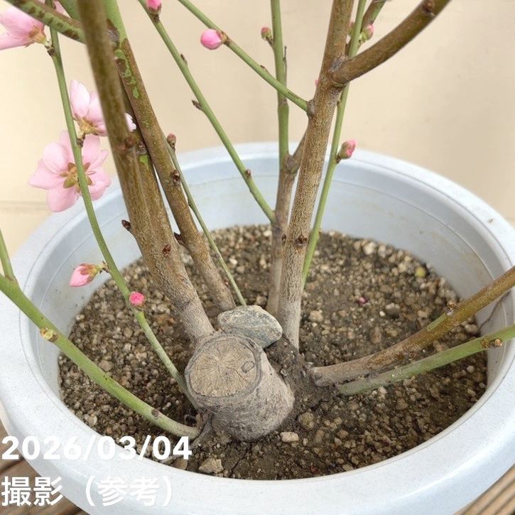 花桃 八重咲きピンク 宝塚小町 7号｜花木04-PA | 花木・庭木 | 赤塚