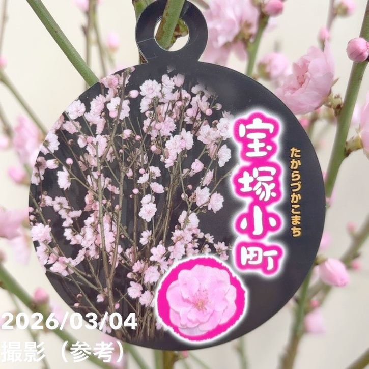 花桃 八重咲きピンク 宝塚小町 7号｜花木04-PA | 花木・庭木 | 赤塚