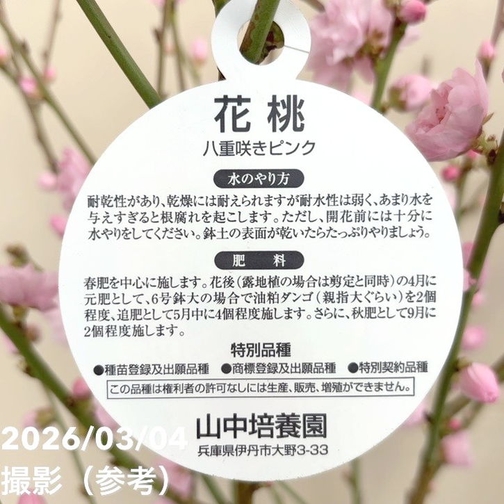 花桃 八重咲きピンク 宝塚小町 7号｜花木04-PA | 花木・庭木 | 赤塚