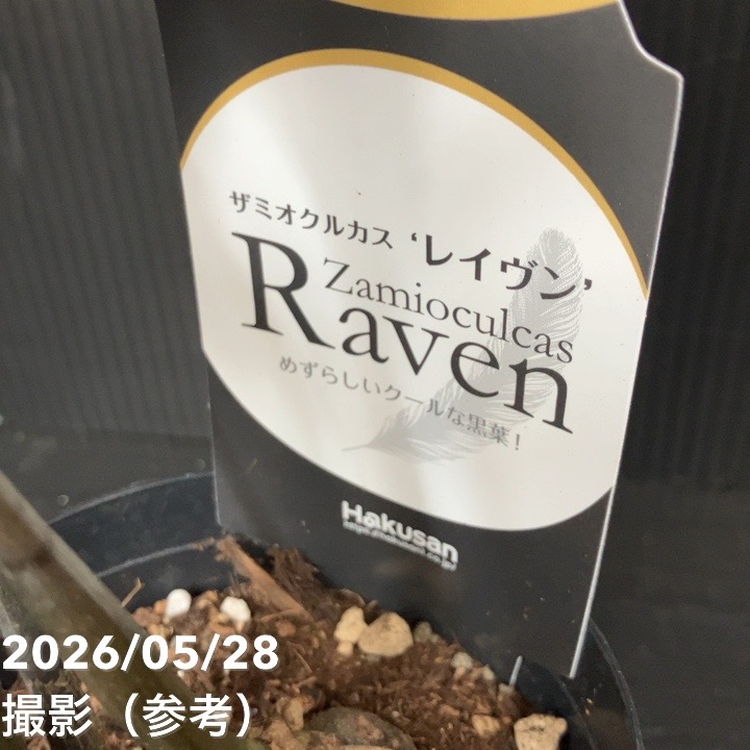 ザミオクルカス 3号 3種セット（ゼンジー・レイヴン・ゴールド）｜観葉
