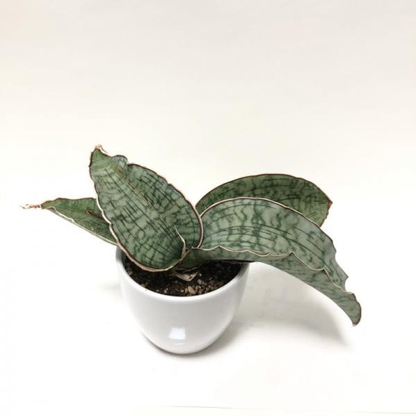 珍しい サンスベリア シルバーブルー 3 5号白陶器鉢植え 赤塚植物園自社生産 サンスベリア サンセベリア 赤塚植物園オンライン 花の音