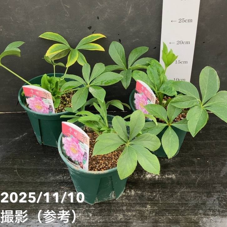 クリスマスローズ 伊勢みやび 5号 手毬｜山野01-D1 | 草花,クリスマス