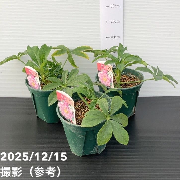 ごまたまご様ご検討苗㉖-248クリスマスローズ 楽天市場】曽田園芸さん