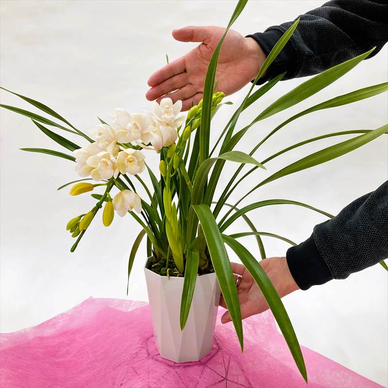 手軽にシンビジューム 1本立ち（アーチ）3色セット（ピンク・黄色・白