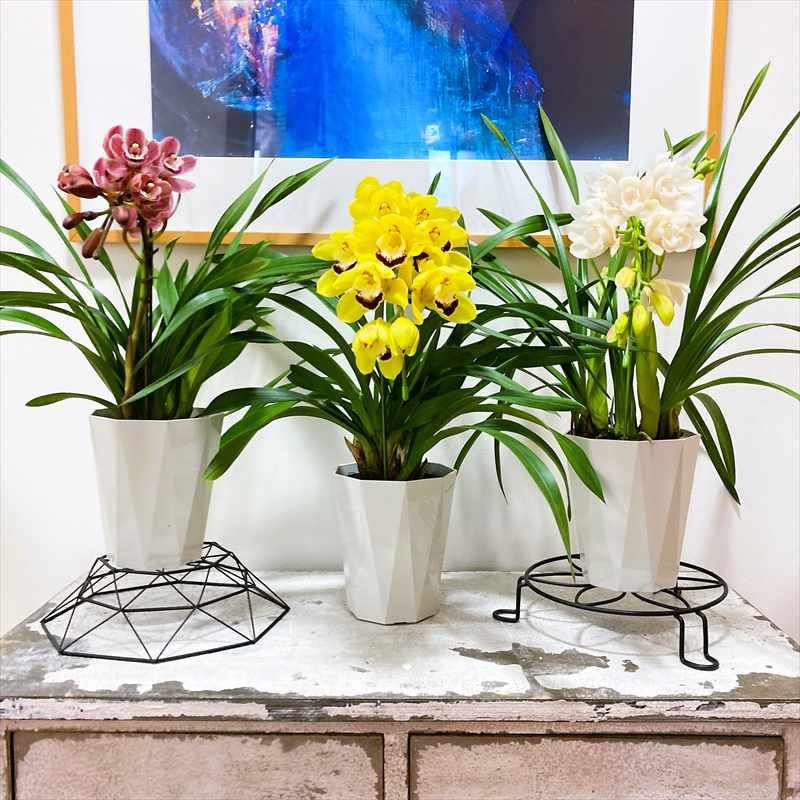 手軽にシンビジューム 1本立ち（アーチ）3色セット（ピンク・黄色・白