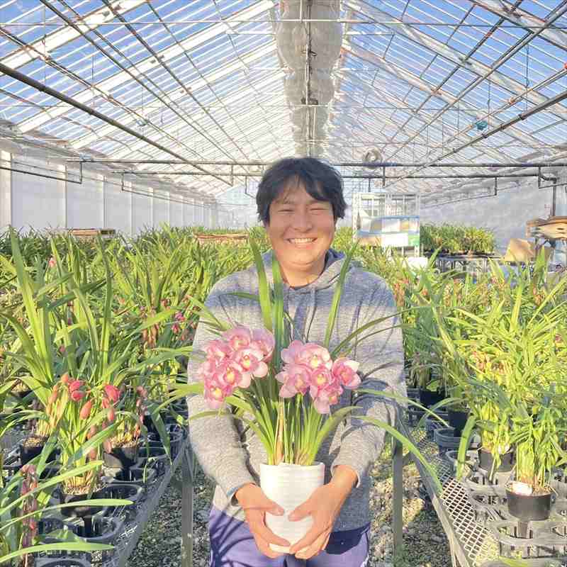 手軽にシンビジューム 1本立ち（アーチ）3色セット（ピンク・黄色・白