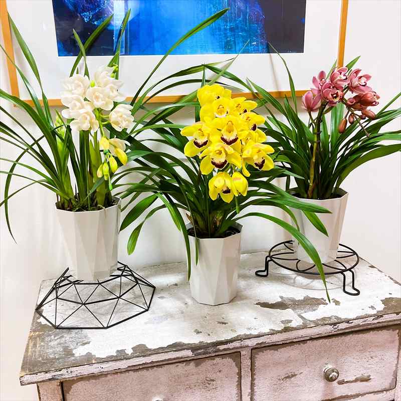 手軽にシンビジューム 1本立ち（アーチ）3色セット（ピンク・黄色・白