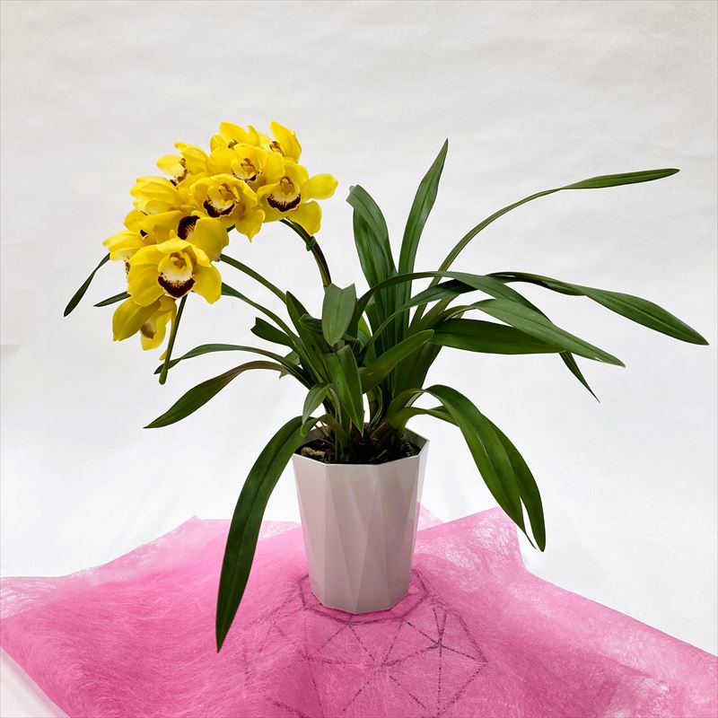 手軽にシンビジューム 1本立ち（アーチ）3色セット（ピンク・黄色・白