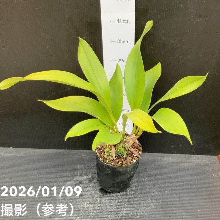 花芽2個以上＞デボニアナム 4号｜ミツバチ蘭｜洋蘭10-TU | 草花,蘭