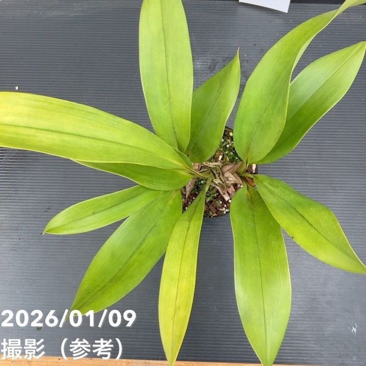 アクシデンタル　デボニアナム　3鉢セット 花芽3個以上＞デボニアナム 3.5〜4号｜ミツバチ蘭｜洋蘭10-TU : 赤塚