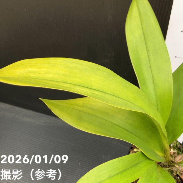 花芽2個以上＞デボニアナム 4号｜ミツバチ蘭｜洋蘭10-TU | 草花,蘭
