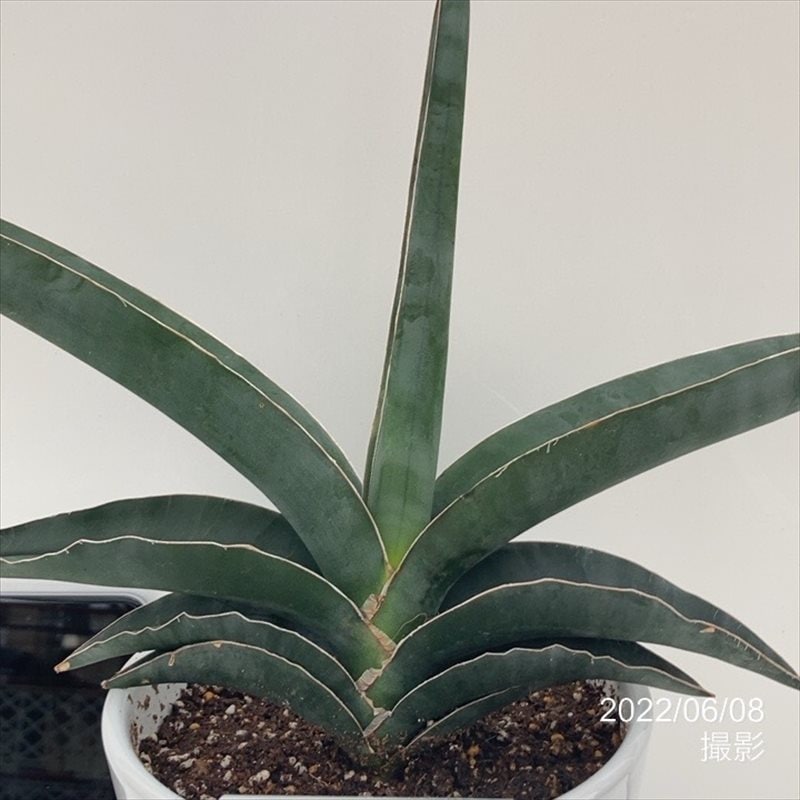 期間限定10％OFF！】サンスベリア 5号 ロブスターブルー 白陶器鉢仕様