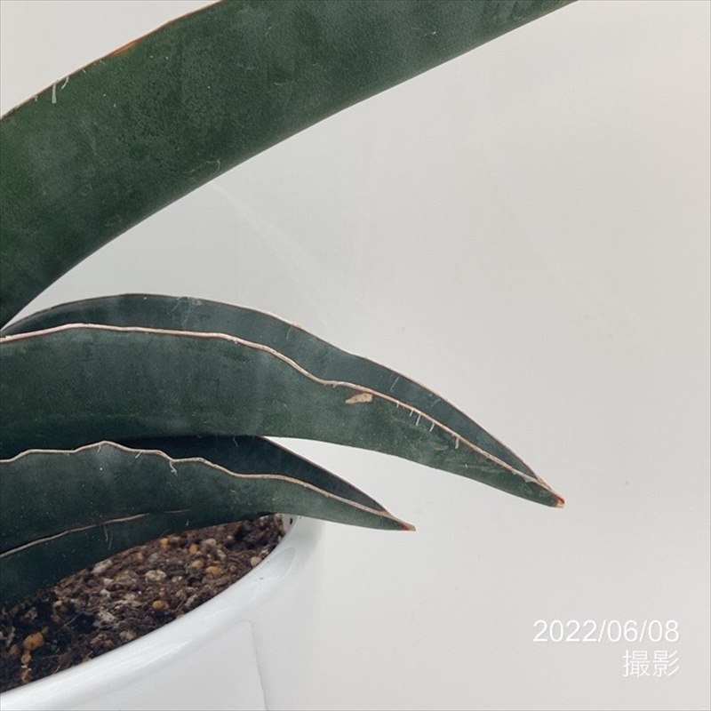 期間限定10％OFF！】サンスベリア 5号 ロブスターブルー 白陶器鉢仕様