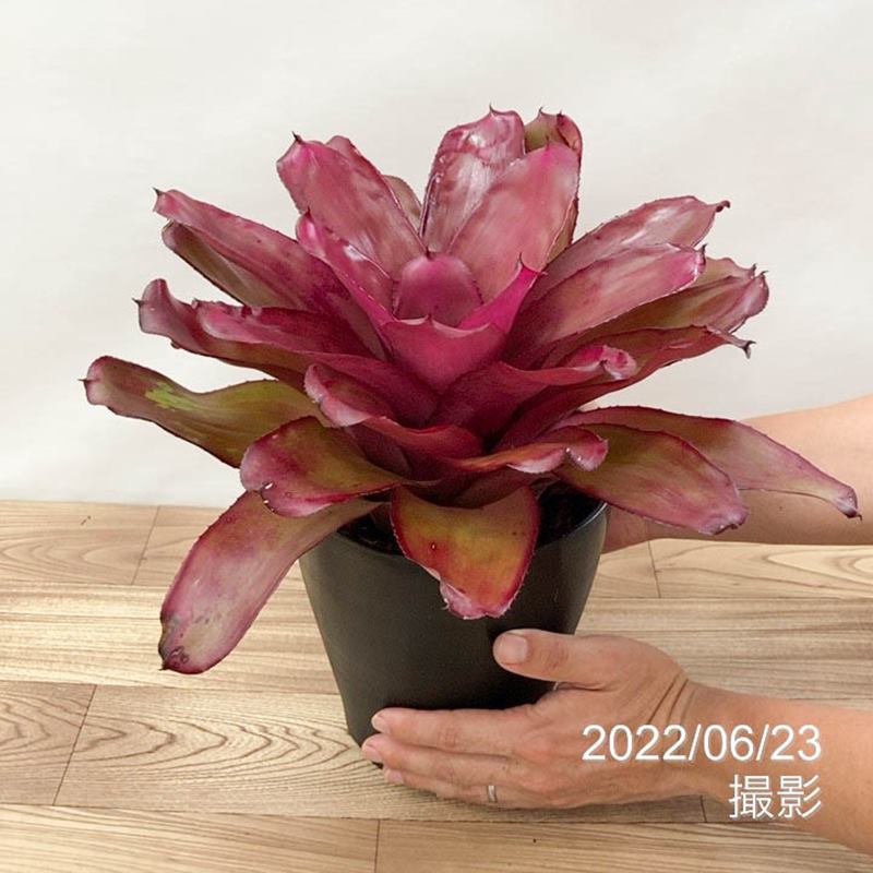 ネオレゲリア 6号 パープルスター PurpleStar|観葉01-D1