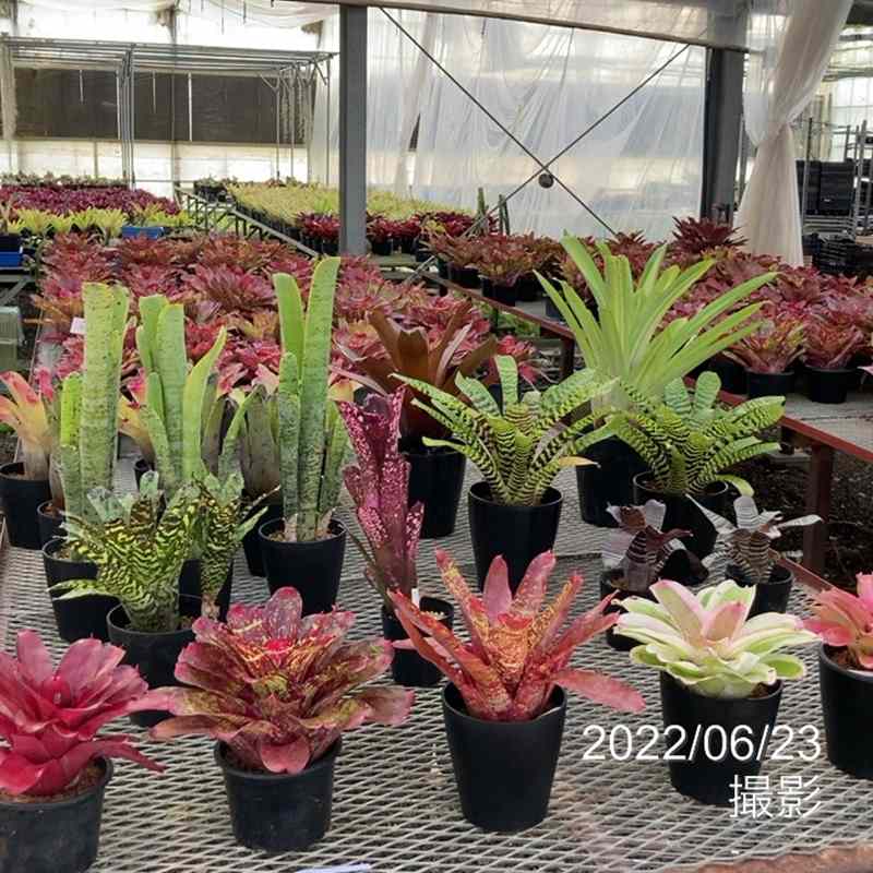 ネオレゲリア 6号 パープルスター PurpleStar|観葉01-D1