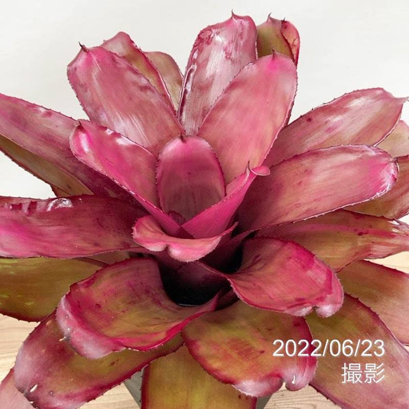 ネオレゲリア 6号 パープルスター PurpleStar|観葉01-D1