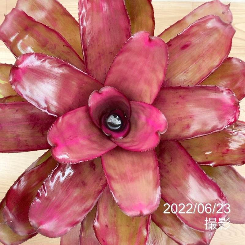 ネオレゲリア 6号 パープルスター PurpleStar|観葉01-D1