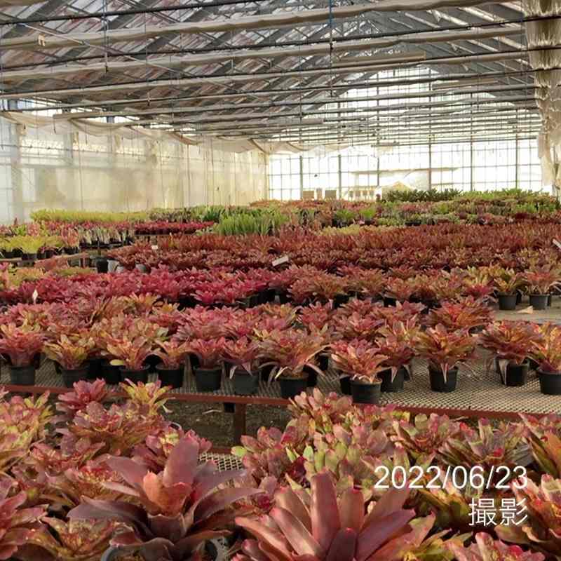 ネオレゲリア 6号 パープルスター PurpleStar|観葉01-D1